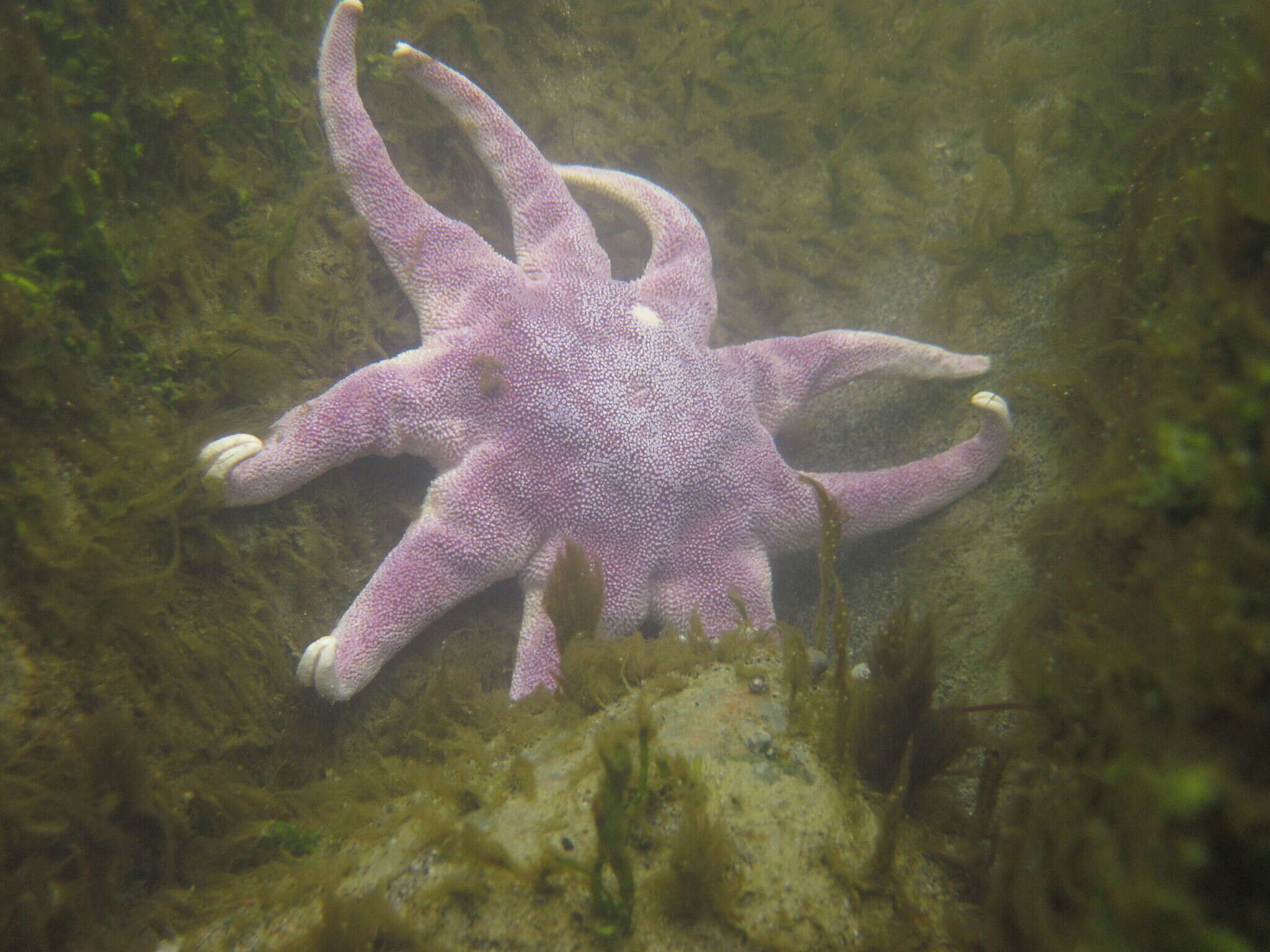 Image of Purple Sun Star