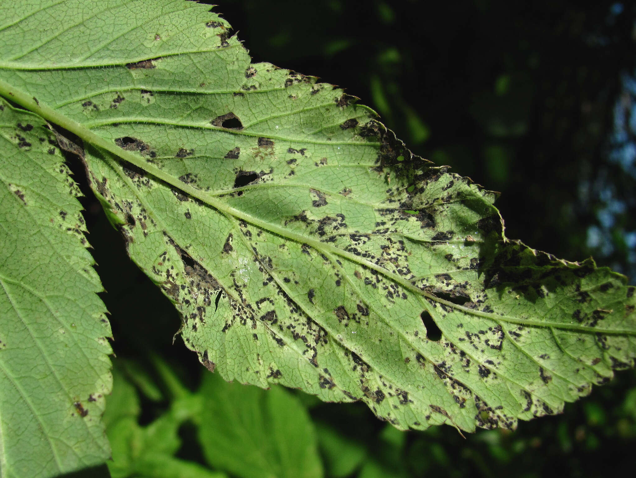 Image of Septoria aegopodii Desm.