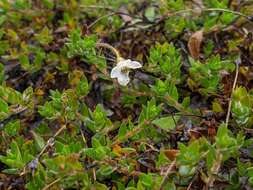 Imagem de Mitrasacme pilosa Labill.