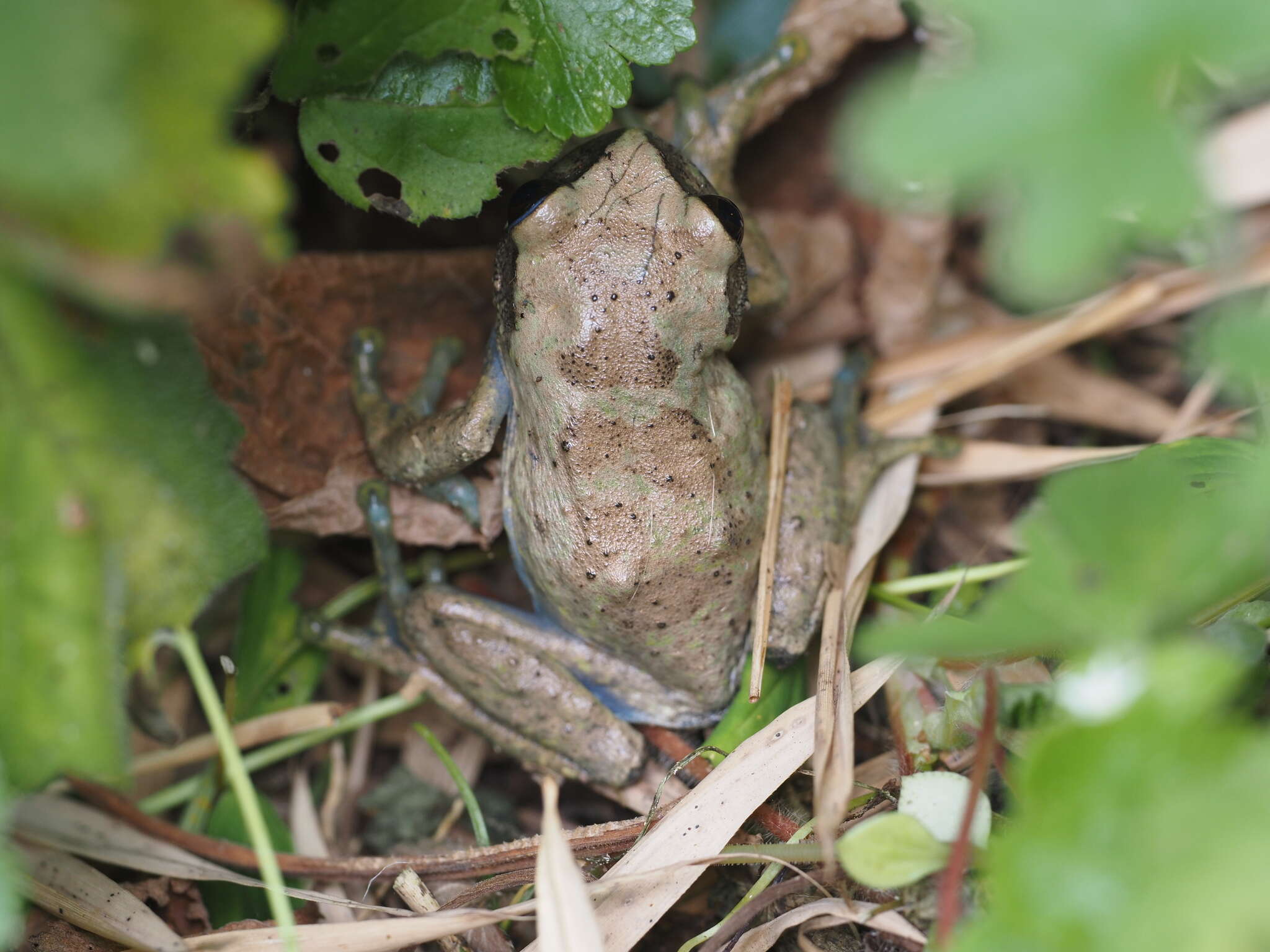 Image of Kivu tree frog