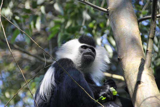 Imagem de Colobus angolensis ruwenzorii Thomas 1901