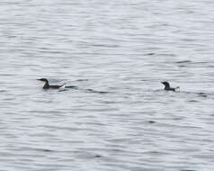 Image of Craveri's Murrelet