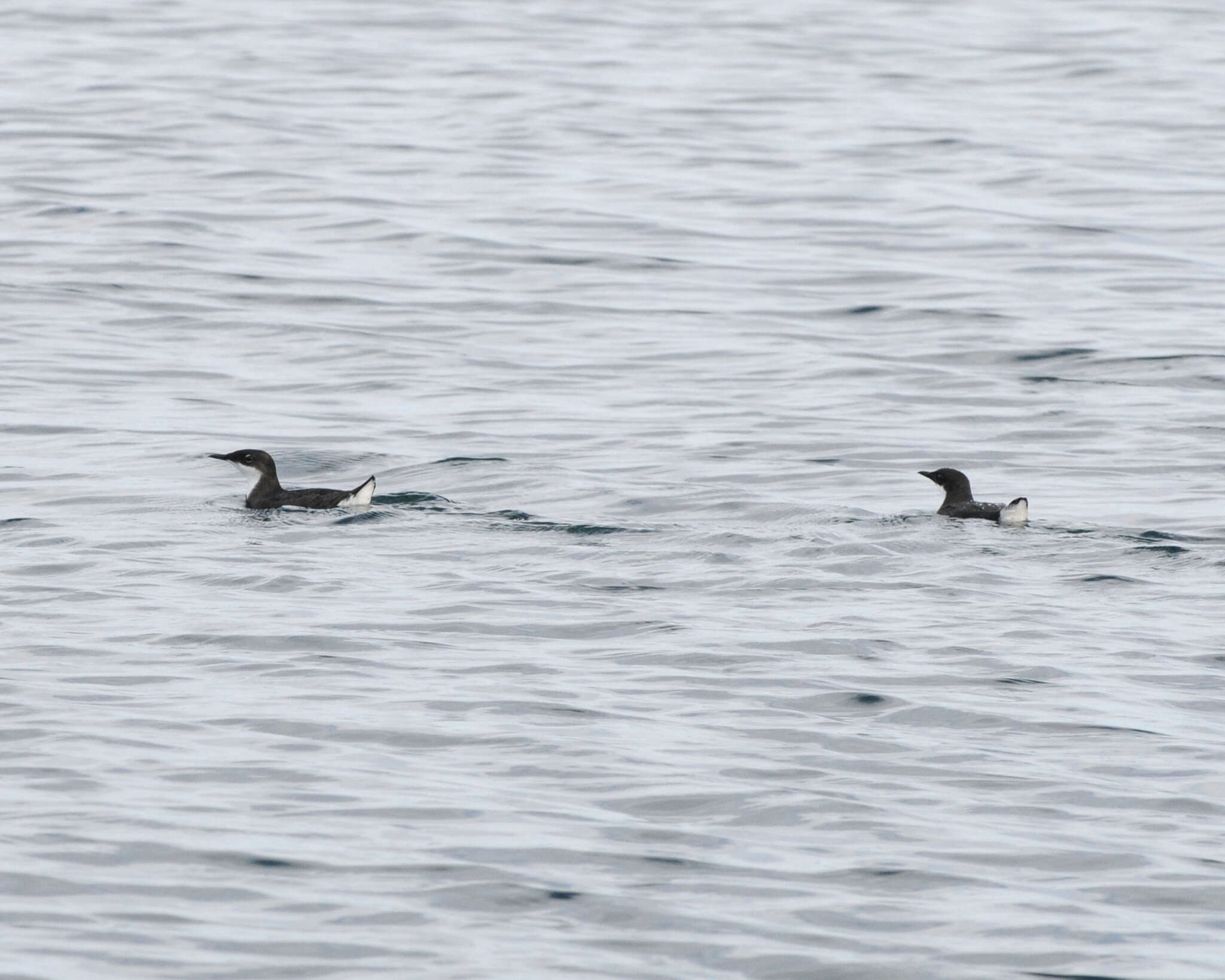 Image of Craveri's Murrelet