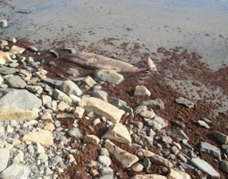 Image of True's Beaked Whale