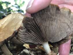 Image de Agrocybe rivulosa Nauta 2003