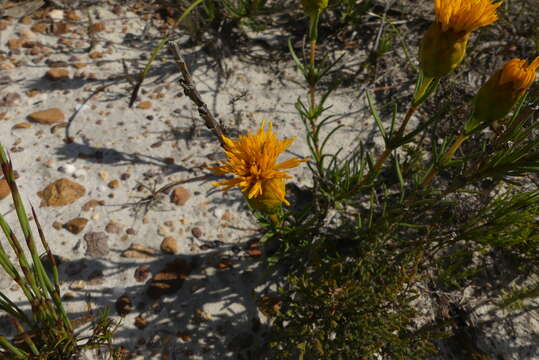 Image of Pteronia tenuifolia DC.