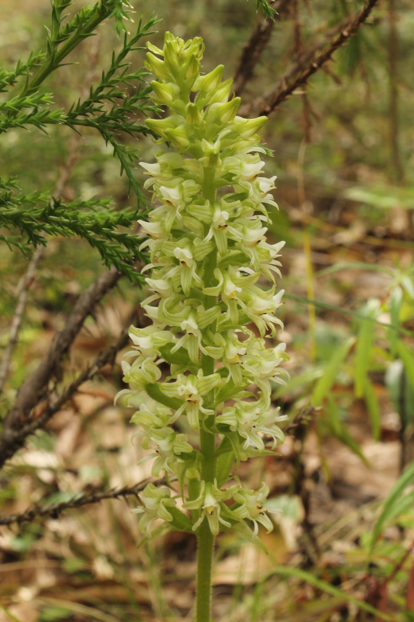 Plancia ëd Ponthieva mexicana (A. Rich. & Galeotti) Salazar