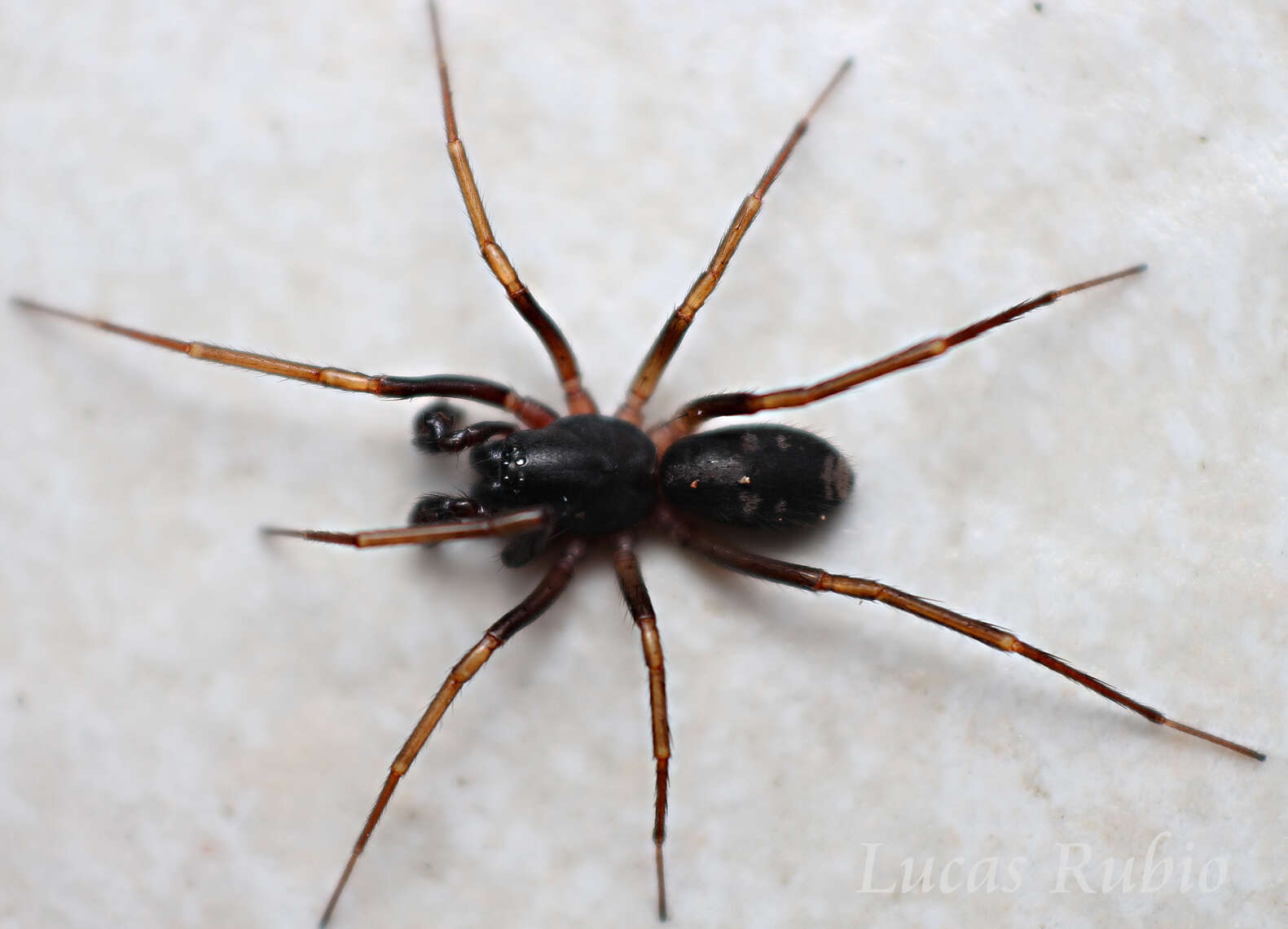 Image of Antmimic spider