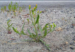 Plancia ëd Senecio dubitabilis C. Jeffrey & Y. L. Chen