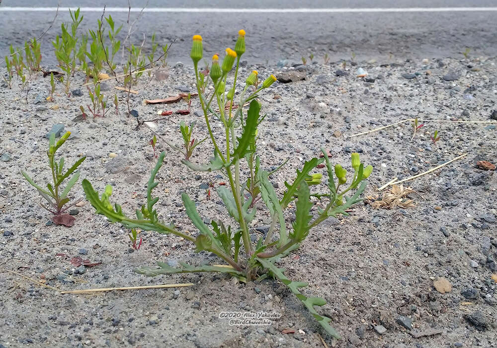 Image of Senecio dubitabilis C. Jeffrey & Y. L. Chen