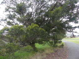 Imagem de Eucalyptus cornuta Labill.