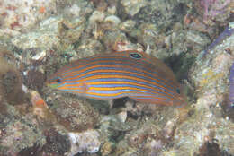 صورة Halichoeres melanurus (Bleeker 1851)