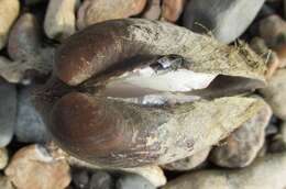 Image of Higgins' Eye Pearly Mussel