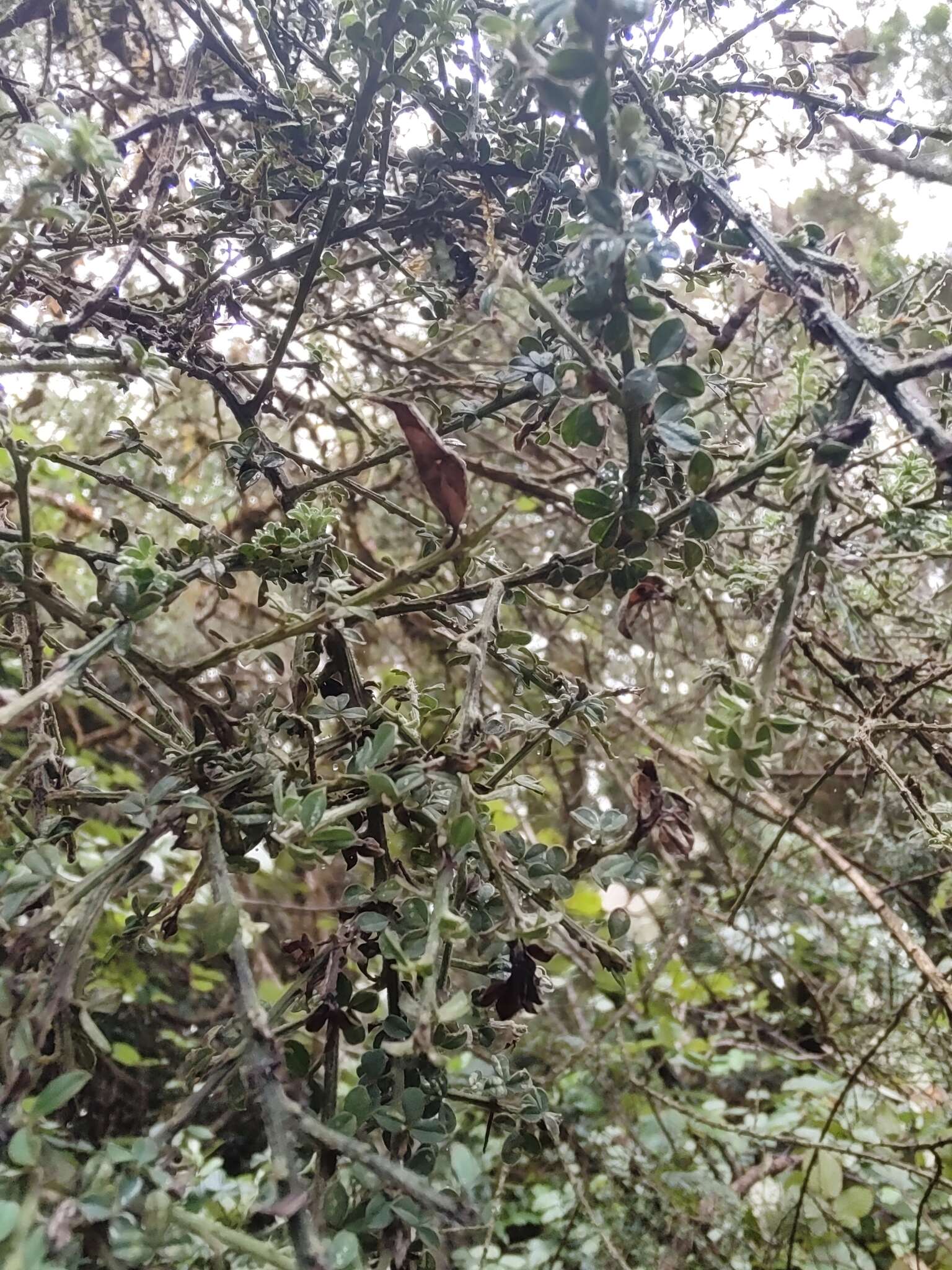 Imagem de Genista canariensis L.