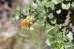 Слика од Grindelia buphthalmoides DC.