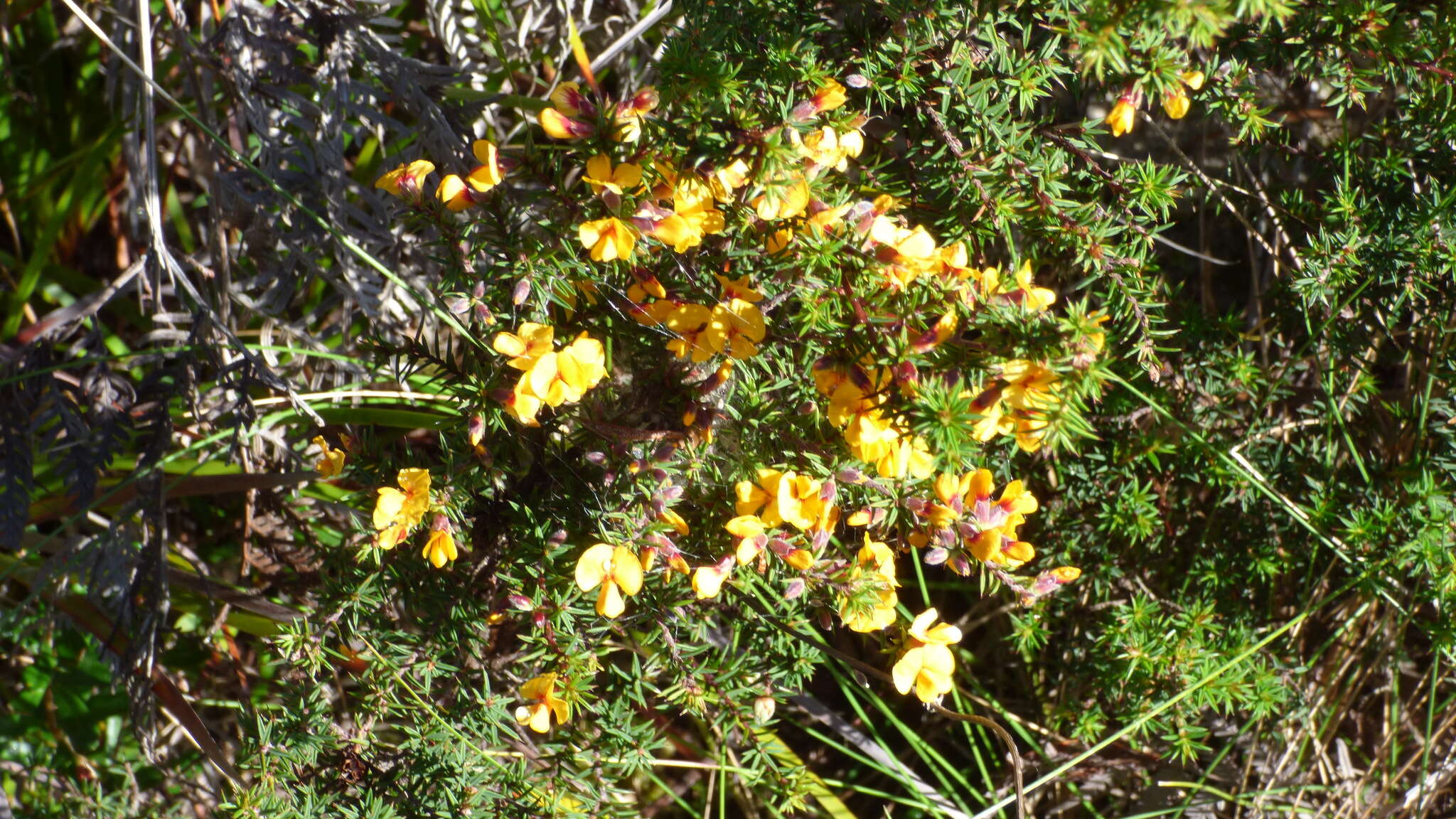 Imagem de Pultenaea juniperina Labill.