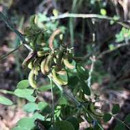 Sivun Indigofera suffruticosa Mill. kuva