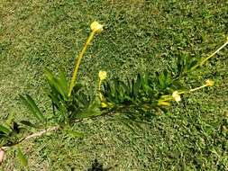 Brunfelsia densifolia Krug & Urb. resmi