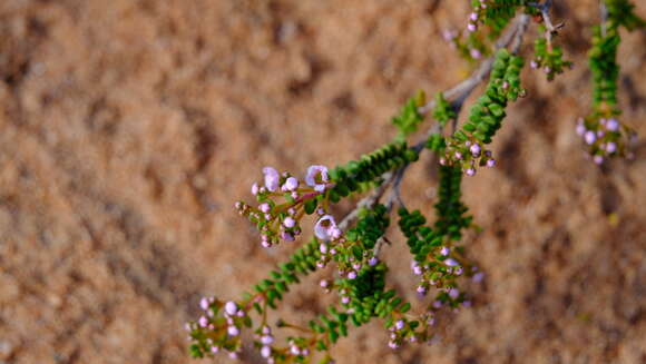 Image of Thryptomene denticulata (F. Müll.) Benth.