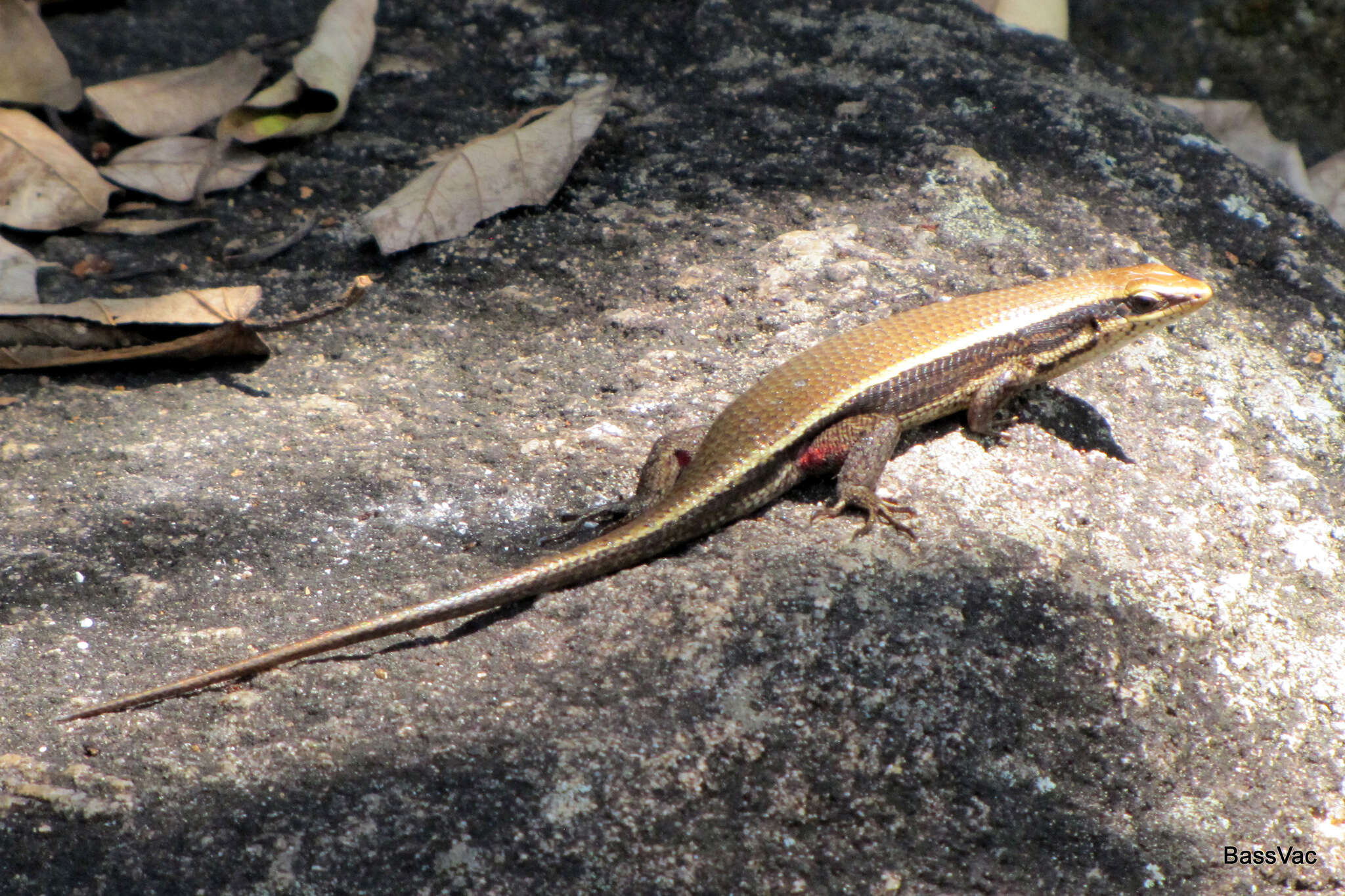 Image de Eutropis lankae