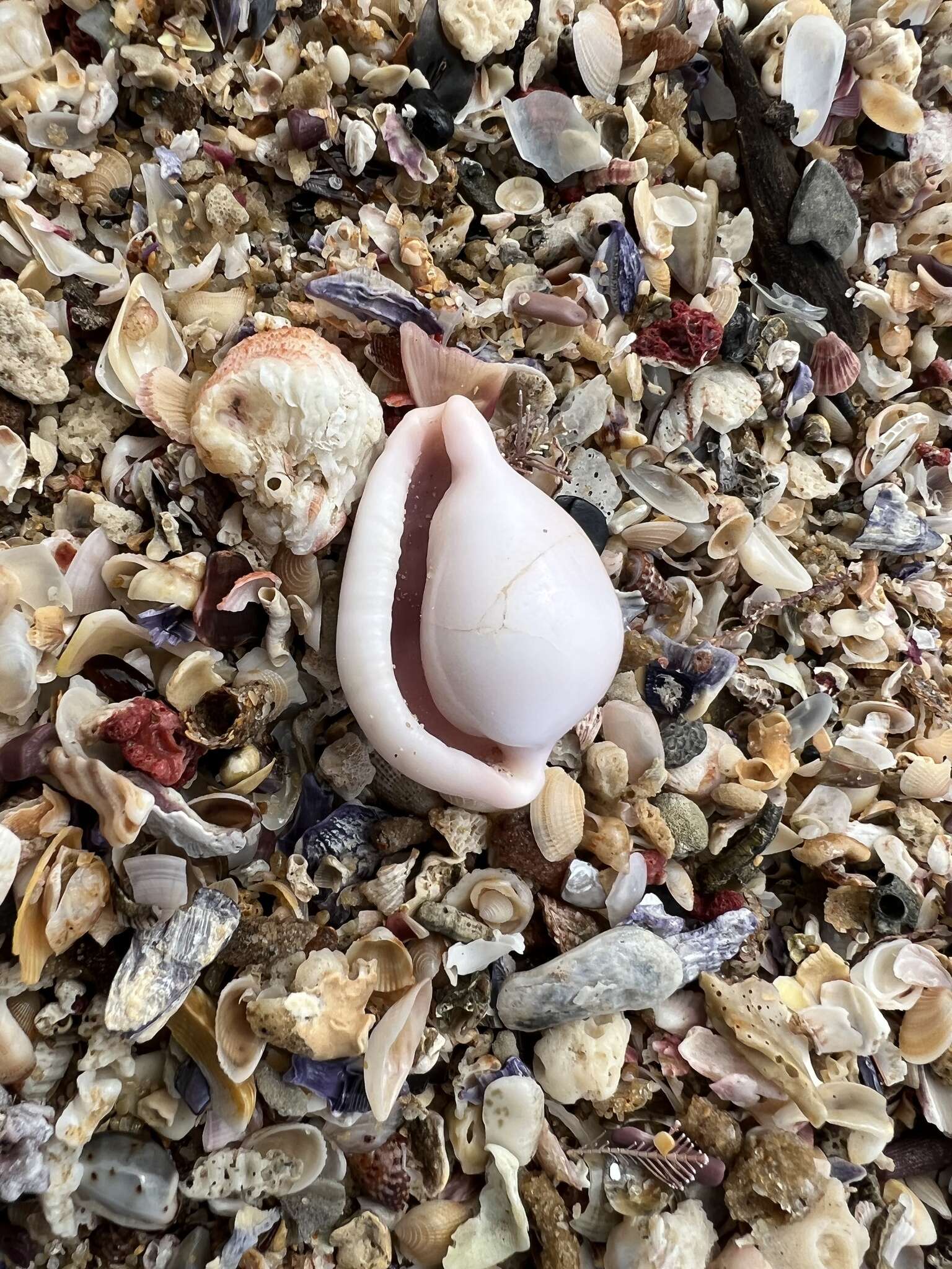 Image of Costellate egg cowrie