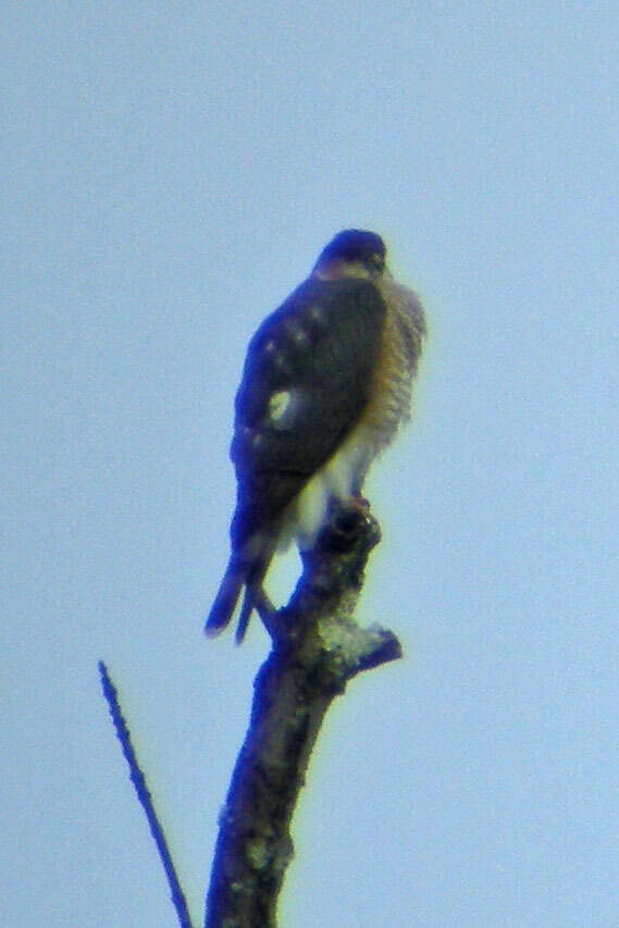 Image of Sharp-shinned Hawk