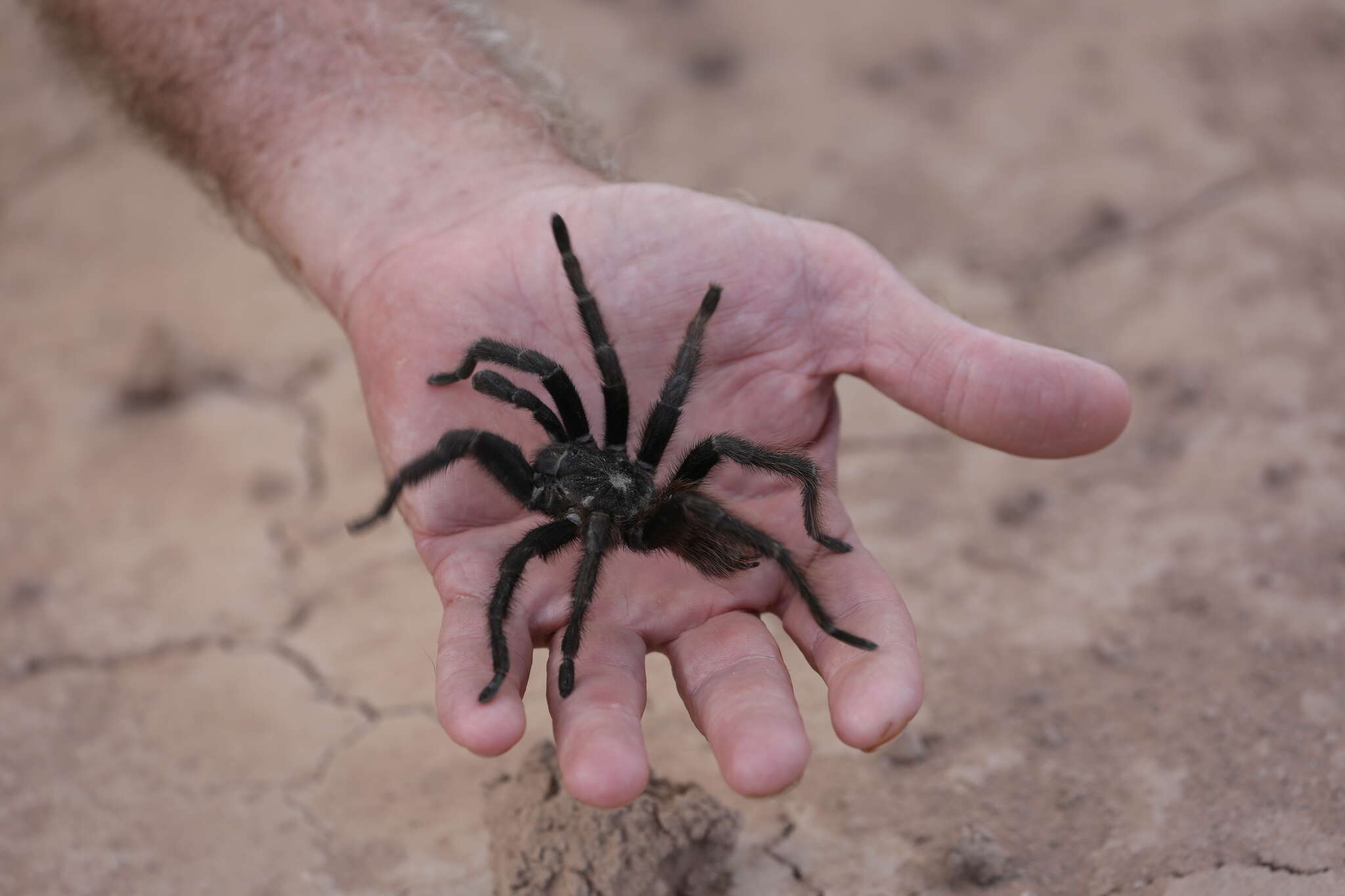 Image of Bolivian Redrump Tarantula