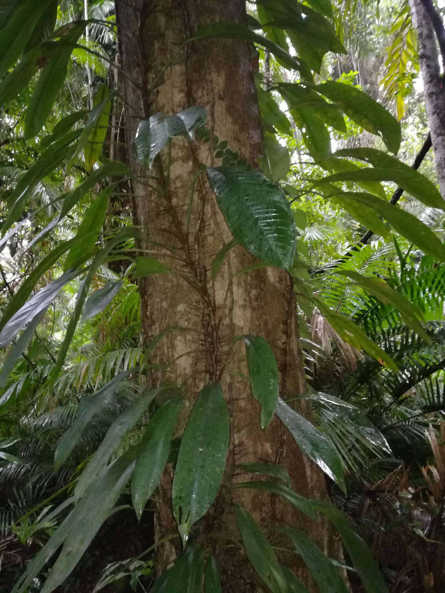 Image de Rhaphidophora australasica F. M. Bailey