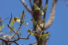 Image of Bat's wing coral tree