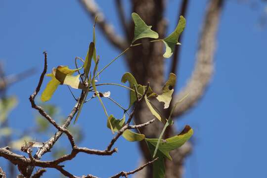 Слика од Erythrina vespertilio Benth.