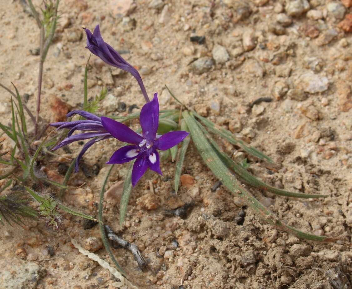 Image of Babiana curviscapa G. J. Lewis