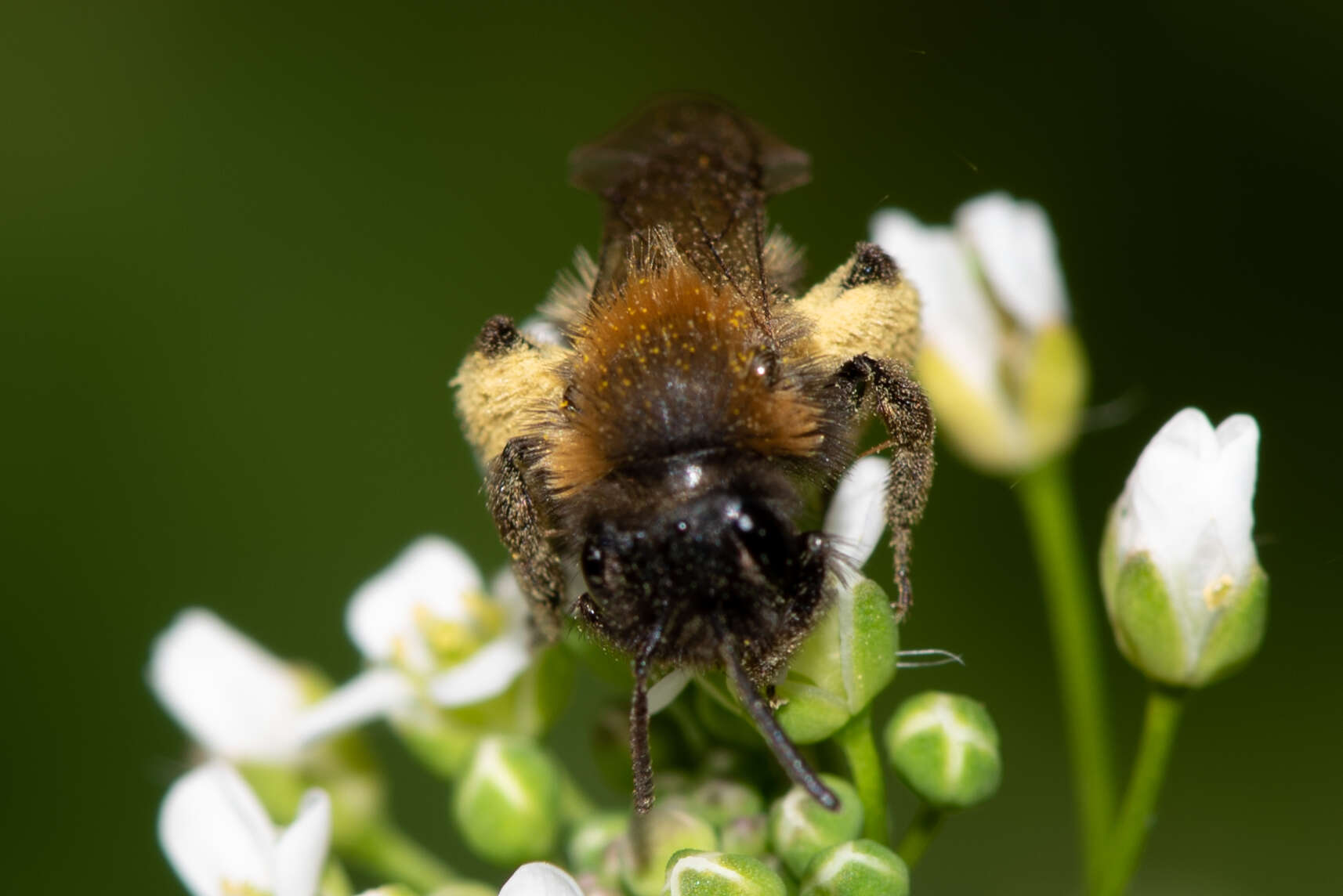 Image of Andrena bicolor Fabricius 1775