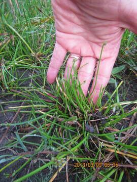 Image of proliferating bulrush