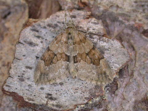 Image of grey pine carpet