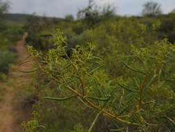 Image of Aizoon africanum (L.) Klak