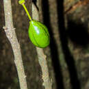 Image of Four-Fingerbush