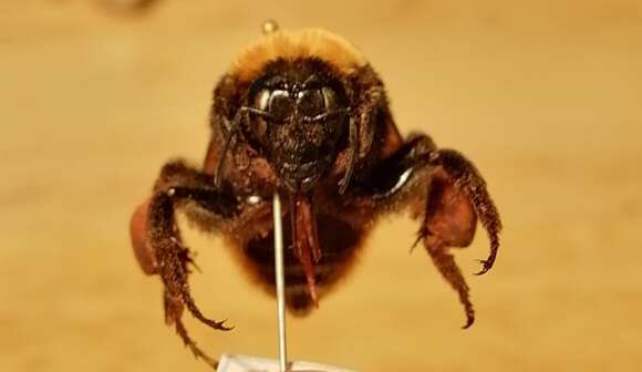 Imagem de Bombus bellicosus Smith 1879