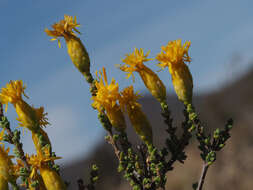 Imagem de Pteronia glomerata L. fil.