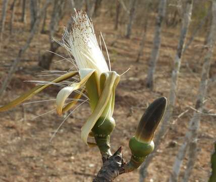 Image of Pseudobombax palmeri (S. Wats.) Dugand