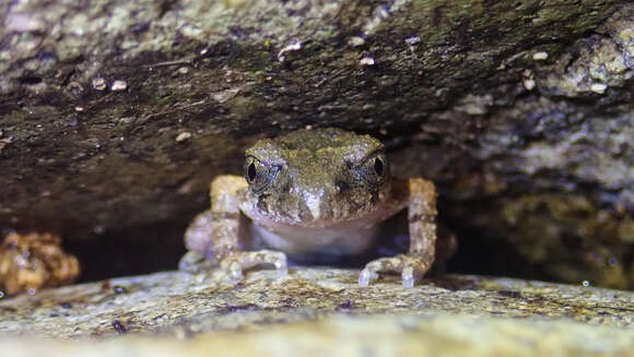 Image of Leptobrachella laui (Sung, Yang & Wang 2014)