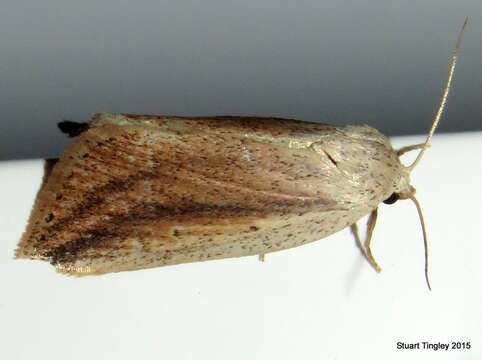 Image of Feeble Grass Moth