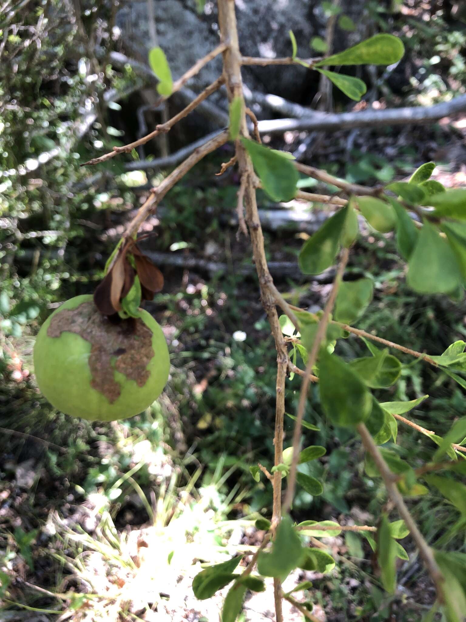 Image of Pittosporum spinescens (F. Müll.) L. W. Cayzer, M. D. Crisp & I. R. H. Telford