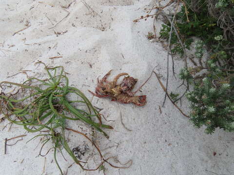 Image of Cape Rock Lobster