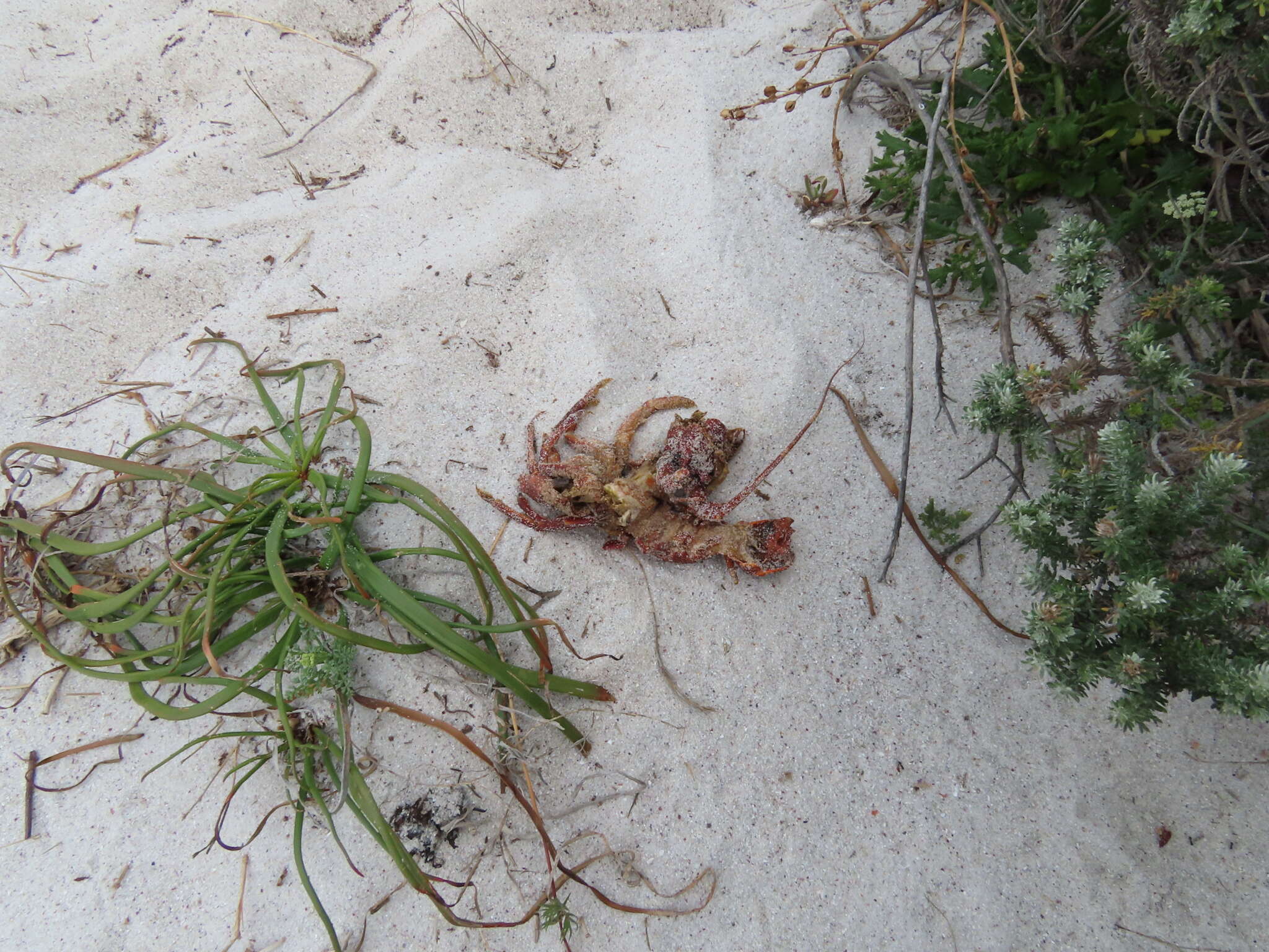 Image of Cape Rock Lobster