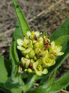 Imagem de Jatropha zeyheri Sond.