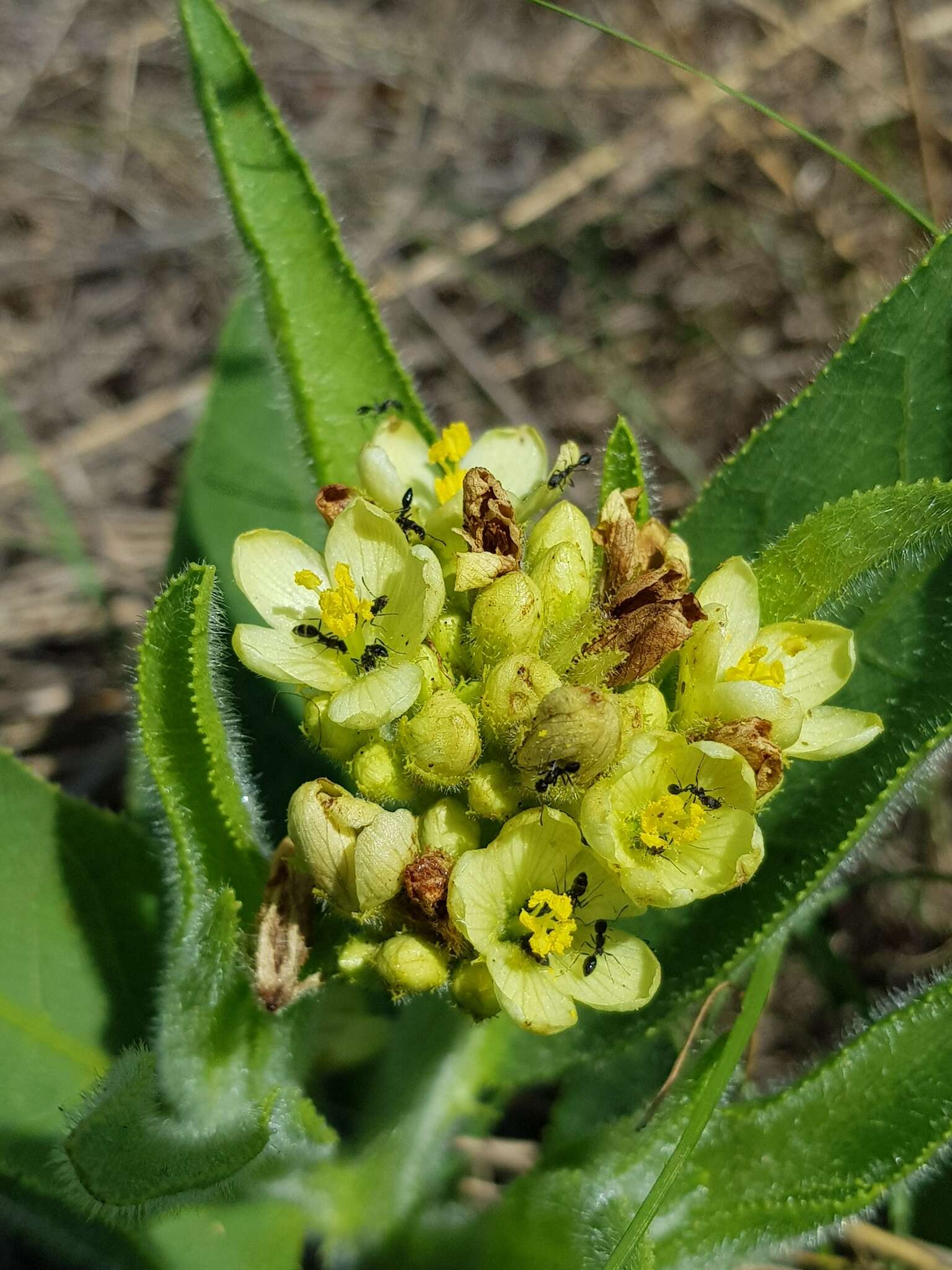 Image of Jatropha zeyheri Sond.