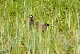 Слика од Francolinus francolinus (Linnaeus 1766)