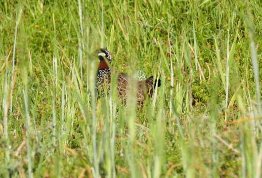 Image of Black Francolin