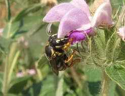 Trachusa pubescens (Morawitz 1872)的圖片