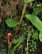 Imagem de Costus plowmanii Maas